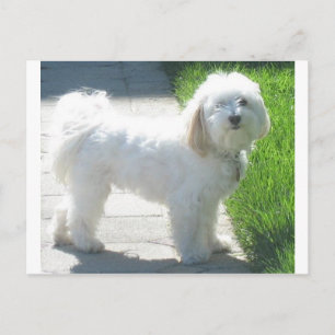 2 Havanese full.png Postcard