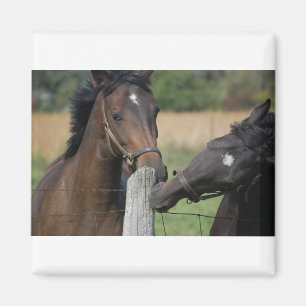 2 Horses Chewing a Fence Post Magnet