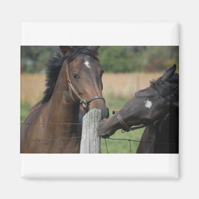 2 Horses Chewing a Fence Post Magnet (Front)
