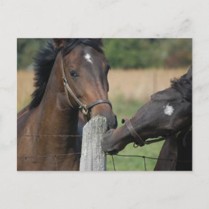 2 Horses Chewing a Fence Post Postcard