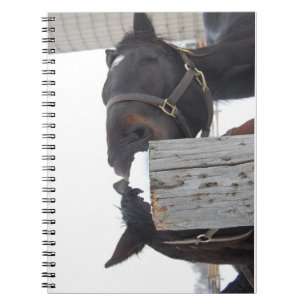 2 Horses chewing on a Snowy Fence Notebook