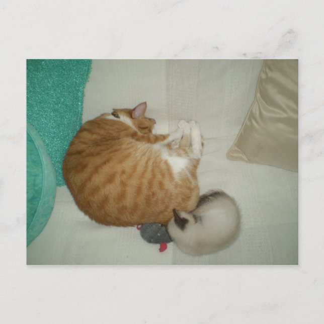2 Kitties and a Mouse Postcard (Front)