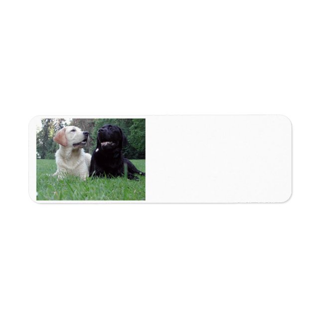 2 labs.png return address label (Front)