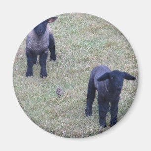 2 Lambs Magnet