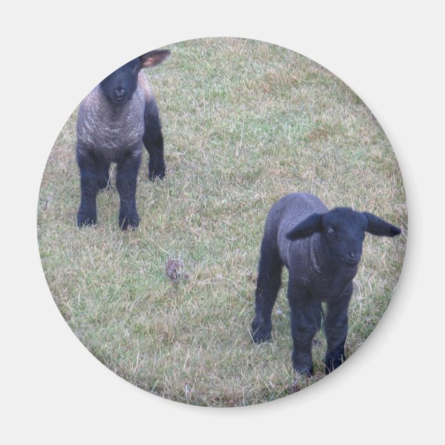 2 Lambs Magnet (Front)