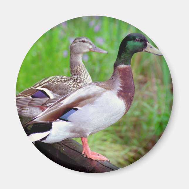 2 Mallards On a Fence Magnet (Front)