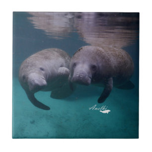 2 Manatee Friends ceramic tile