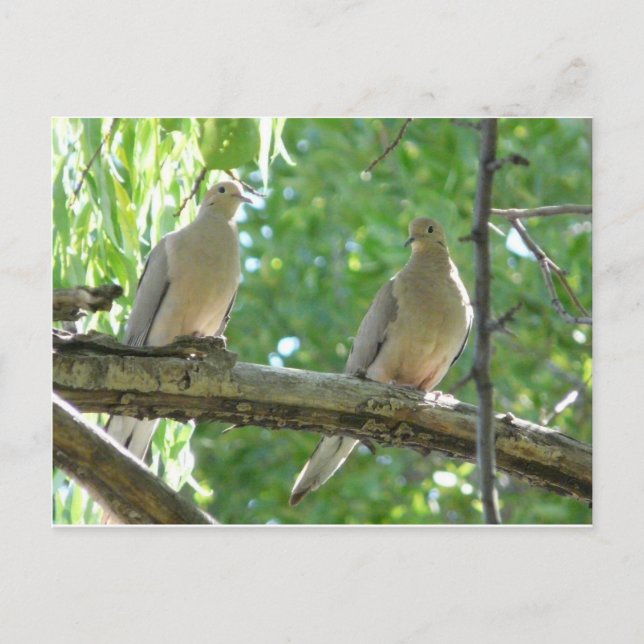 2 morning doves postcard (Front)