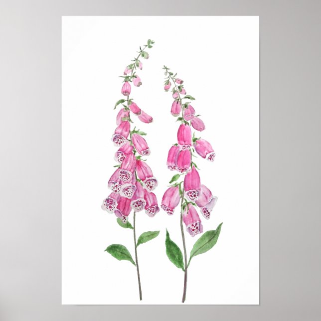 2 pink foxgloves flowers blossom  poster (Front)