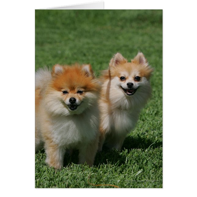 2 Pomeranians Looking at Camera (Front)