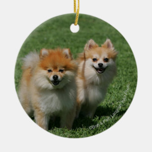 2 Pomeranians Looking at Camera Ceramic Tree Decoration