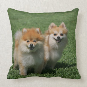 2 Pomeranians Looking at Camera Cushion