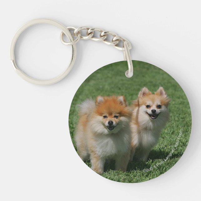 2 Pomeranians Looking at Camera Key Ring (Front)