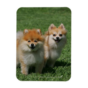 2 Pomeranians Looking at Camera Magnet