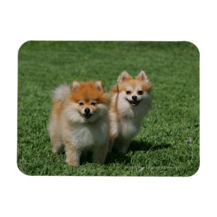 2 Pomeranians Looking at Camera Magnet
