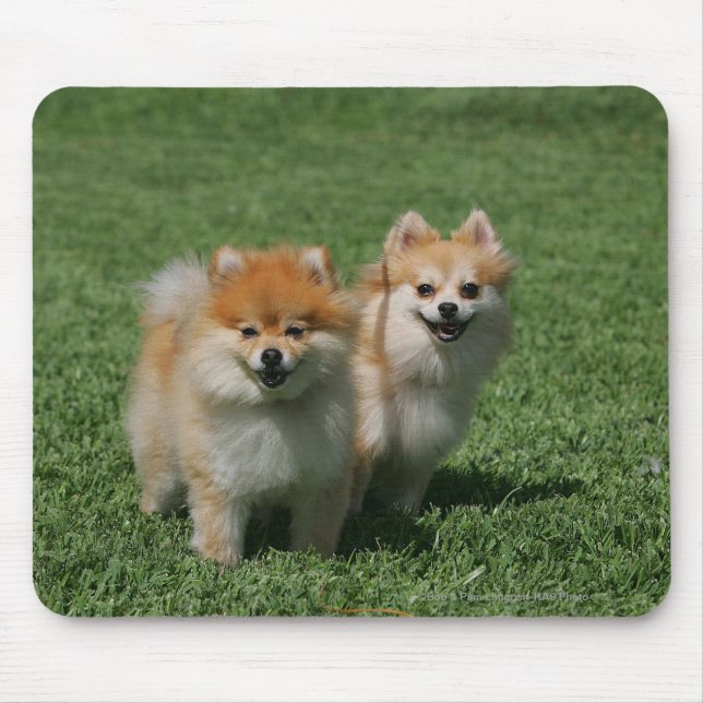 2 Pomeranians Looking at Camera Mouse Pad (Front)