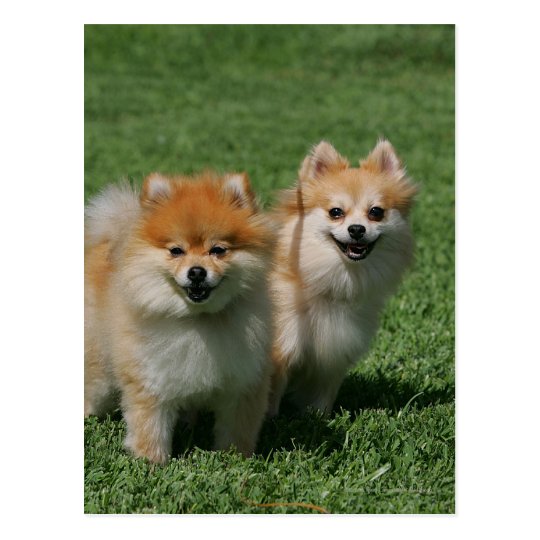 2 Pomeranians Looking at Camera Postcard