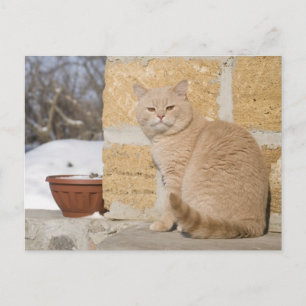 2 POSTCARD