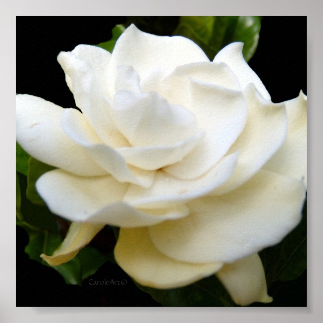 2 Pure White Gardenia Poster (Front)
