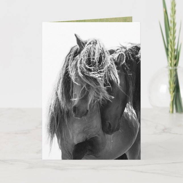 2 Sable Island Stallions Wild Horse Greeting Card (Front)