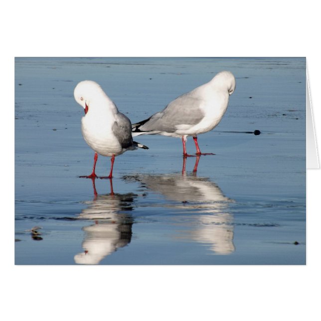 2 Seagulls on a Beach (Front Horizontal)