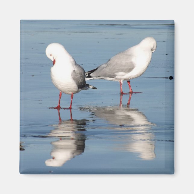2 Seagulls on a Beach Magnet (Front)
