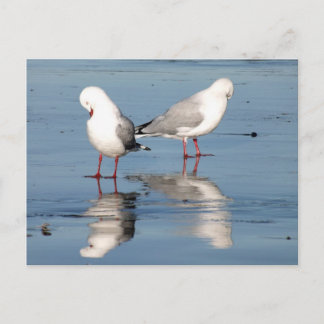 2 Seagulls on a Beach Postcard