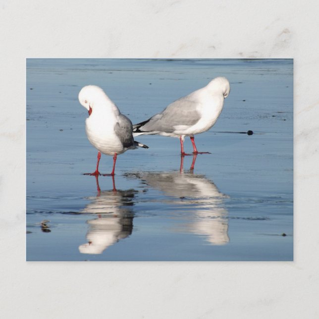 2 Seagulls on a Beach Postcard (Front)