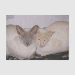 2 siamese tissue paper