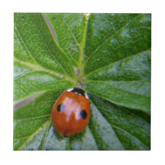 2-spot ladybug 3 tile