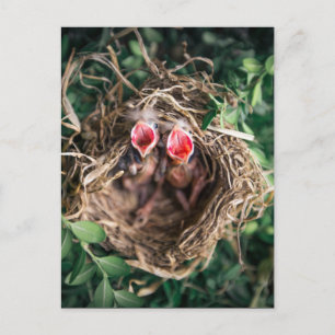 2 Spring Baby Birds in Nest, Wildlife Photography Postcard