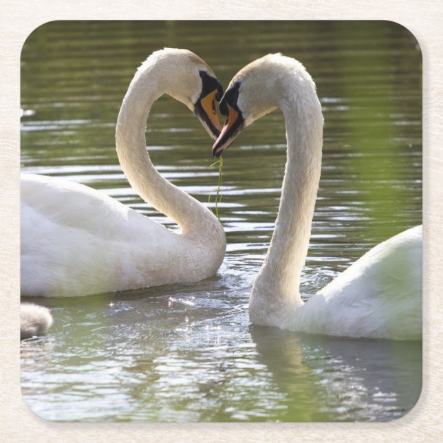 2 Swans on the Water Square Paper Coaster (Front)