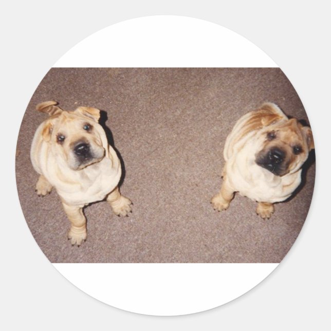 2 tan Shar-Pei_puppies.png Classic Round Sticker (Front)