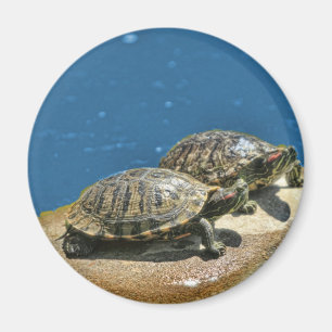 2 turtles on a rock magnet