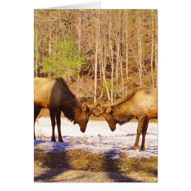 2~ two Bull Elk in the snow (Front)