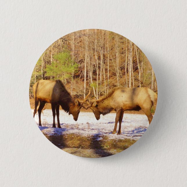 2~ two Bull Elk in the snow 6 Cm Round Badge (Front)
