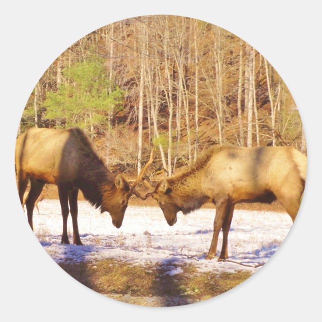 2~ two Bull Elk in the snow Classic Round Sticker (Front)