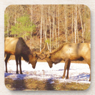 2~ two Bull Elk in the snow Coaster