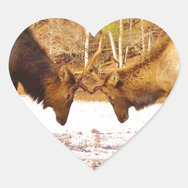 2~ two Bull Elk in the snow Heart Sticker (Front)