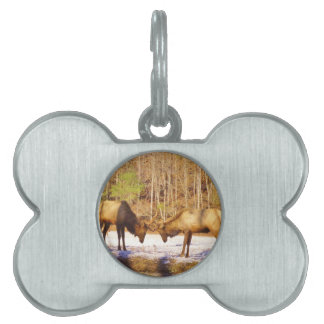 2~ two Bull Elk in the snow Pet Tag