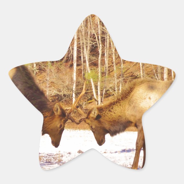 2~ two Bull Elk in the snow Star Sticker (Front)