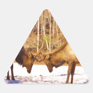2~ two Bull Elk in the snow Triangle Sticker