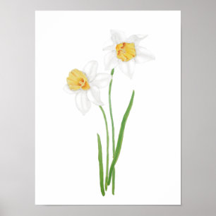 2 white daffodil flowers watercolor poster