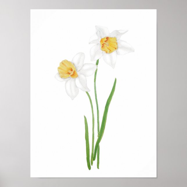 2 white daffodil  flowers watercolor  poster (Front)