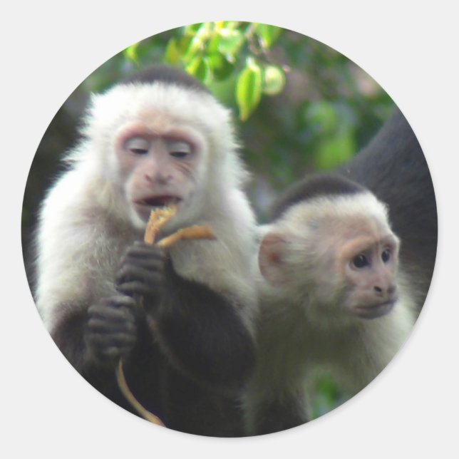 2 White Face Capuchin Monkeys Classic Round Sticker (Front)