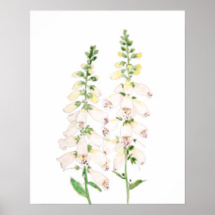 2 white foxgloves flowers blossom ink and watercol poster