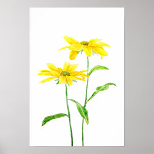 2 yellow Jerusalem daises watercolor Poster