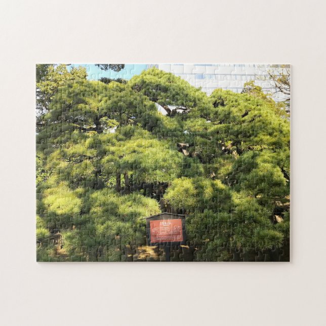 300 Year Old Pine Trees Jigsaw Puzzle (Horizontal)
