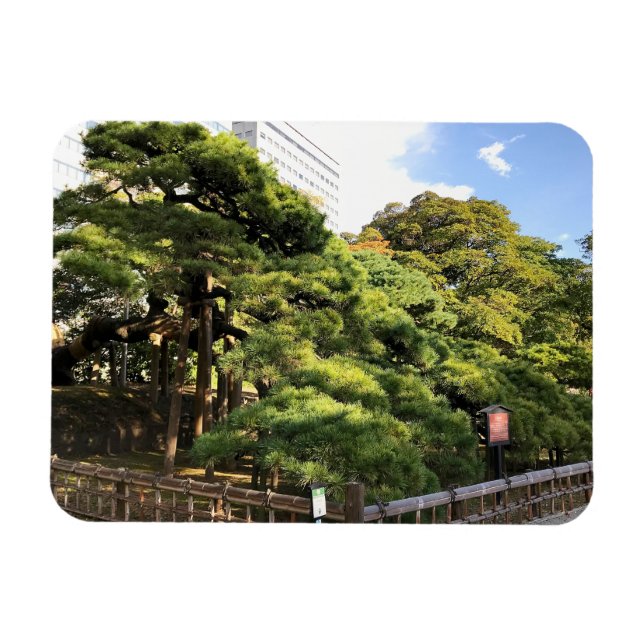 300 Year Old Pine Trees Magnet (Horizontal)