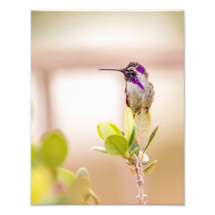 3037-Hummingbird Sitting on a Leaf Photo Print